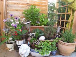 PLANTES AROMATIQUES